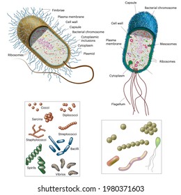 Cell biology. The prokaryotes. Models of anatomy and parts of a bacterium. Types of bacteria.