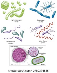 Cell Biology. The Prokaryotes. Types Of Bacteria According To Their Shape. Euchromatine And Heterochromatine.