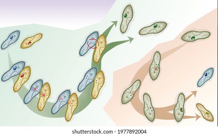 Paramecium Caudate Images Stock Photos Vectors Shutterstock