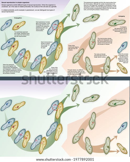 Cell Biology Sexual Reproduction Paramecium Caudatum Stock Illustration 1977892001