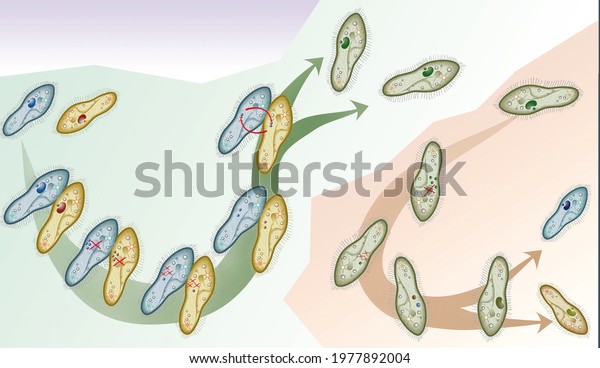 Cell biology. Sexual\
reproduction in Paramecium caudatum. Illustration with and without\
English captions.