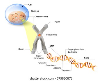 Cell, Chromosome, DNA And Gene. The DNA Molecule Is A Double Helix. A Gene Is A Length Of DNA That Codes For A Specific Protein. Genome Study