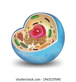 Cell Cross Section Structure Detailed Colorful Stock Illustration ...