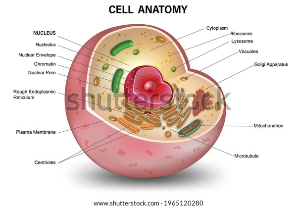 Cell Cross Section Structure Detailed Colorful Stock Illustration ...