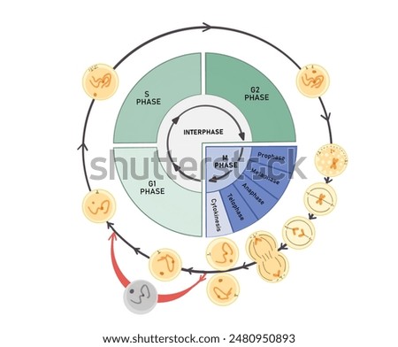 The cell cycle is composed of interphase (G₁, S, and G₂ phases), followed by the mitotic phase (mitosis and cytokinesis), and G₀ phase.