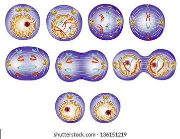 Cell Cycle Multiplication 