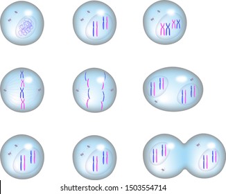 Cell Cycle Stages Division Mitosis Eukaryotic Stock Illustration 1503554714