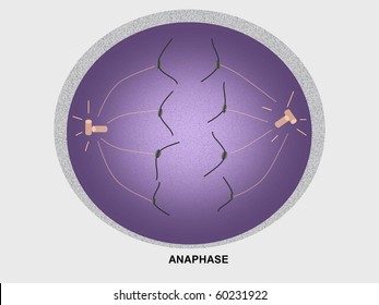 Cell Division (mitosis), Anaphase