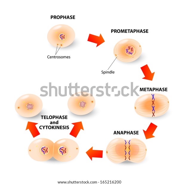 Cell division. Mitosis is the\
process by which our bodies replace cells. Daughter cells have\
identical chromosomes to parent cell, genetic material remains\
constant.