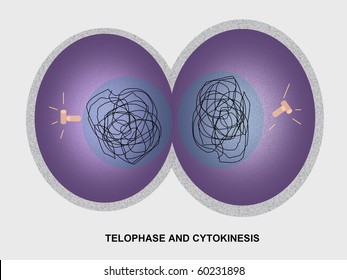 Cell Division (mitosis), Telophase And Cytokinesis