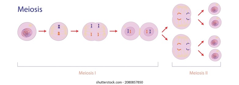 Cell Division Process Diagram Shows Interphase Prophase, Metaphase, Anaphase, Telophase And Cytokinesis Chart Called Meiosis.