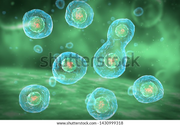 Cell Division Stages Mitosis 3d Illustration Stock Illustration 1430999318