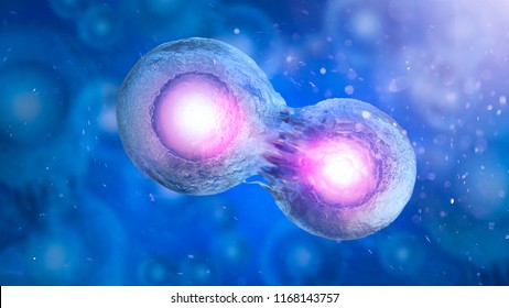 Cell Embryo, Mitosis Under Microscope. 3D Illustration