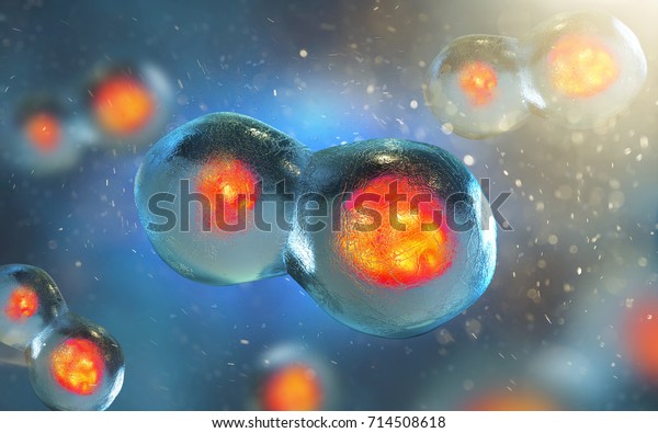 Cell Embryo Mitosis Under Microscope 3d Stock Illustration 714508618