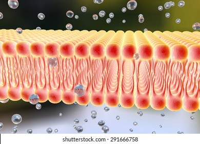 1,944 Plasma membrane Images, Stock Photos & Vectors | Shutterstock