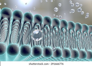 Cell membrane, 3D illustration