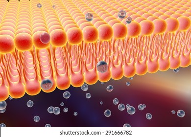 Cell membrane, 3D illustration
