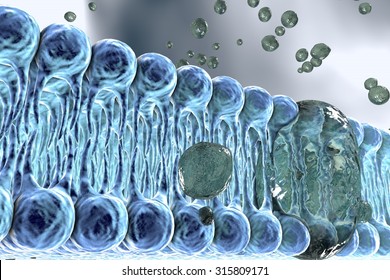 Cell Membrane, 3D Illustration