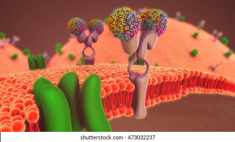 Cell membrane 3d illustration