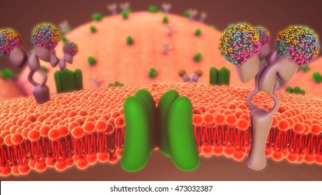 Cell membrane 3d illustration
