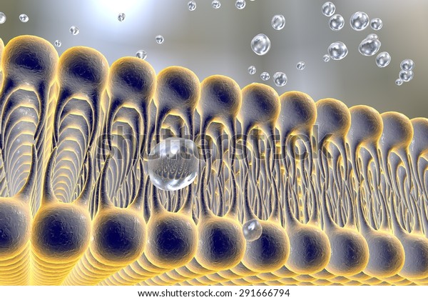 Cell membrane, 3D\
illustration