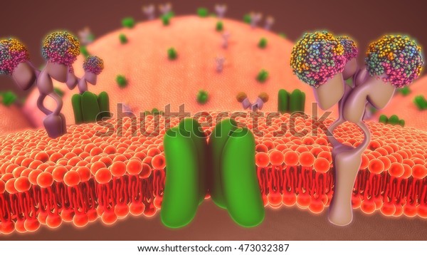 Cell membrane 3d\
illustration