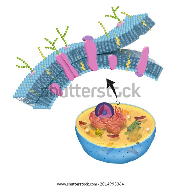 The cell membrane, also called the plasma
membrane, is found in all cells and separates the interior of the
cell from the outside
environment