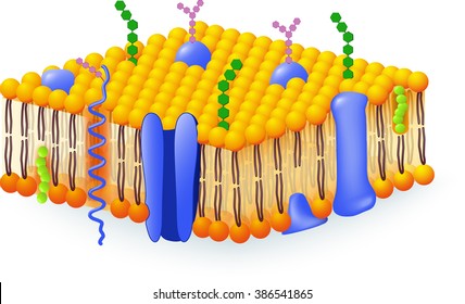 Cell membrane. A detailed diagram models