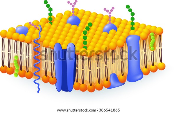 download cell membrane structure for free