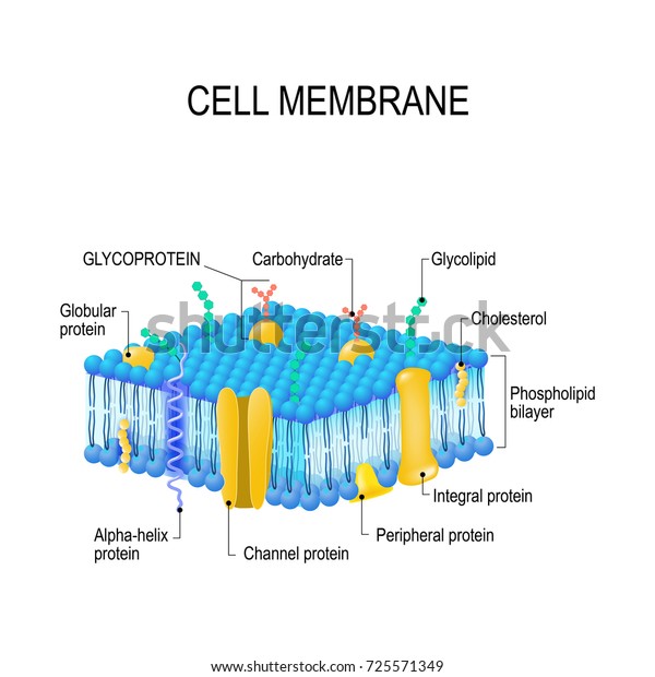 download cell membrane structure