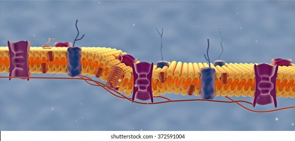 Cell membrane. Digital illustration.