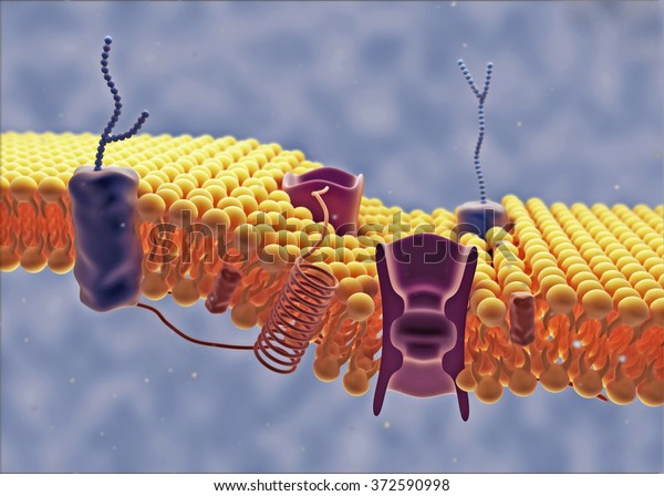 Cell membrane. Digital
illustration.