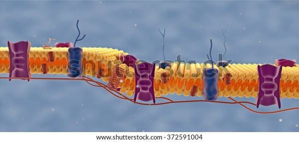 Cell membrane. Digital\
illustration.