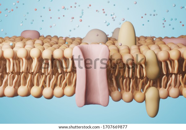 Cell\
Membrane structure. 3d rendering -\
illustration.