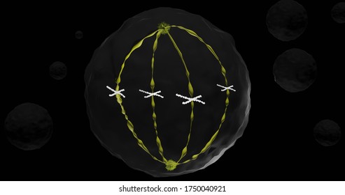 Cell In Metaphase In 3d Illustration