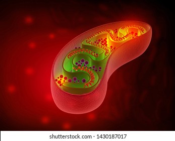 Cell mitochondria anatomy. 3d illustration	