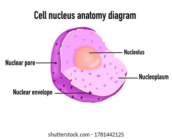 Cell Nucleus Anatomy Diagram On White Stock Illustration 1781442125 ...