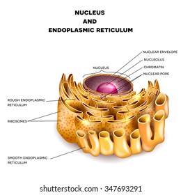 Cell Nucleus Endoplasmic Reticulum Detailed Anatomy Stock Illustration ...