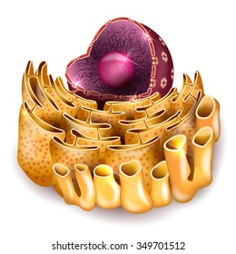 Cell Nucleus Endoplasmic Reticulum Detailed Anatomy Stock Illustration ...