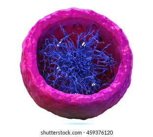 Cell nucleus inside, chromatine.Nucleus, Nucleolus, human body cell. Nucleus of the eukaryotic cell.  3d illustration