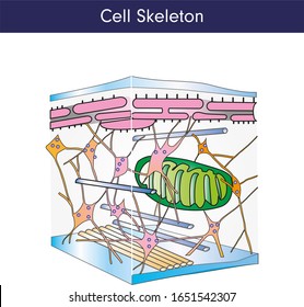 Скелет клетки. Клеточный скелет. Рисунок цитоскелета клетки. Элементы клеточного скелета.
