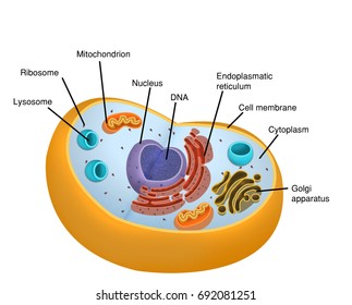 Cell Structure Stock Illustration 692081251