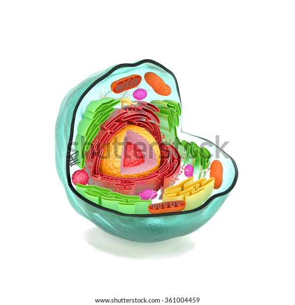 Cell Cell Structure Cell Anatomy Section Stock Illustration 361004459