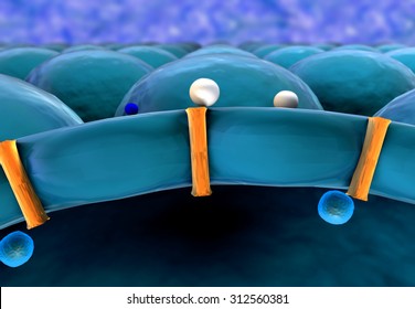 Cell Structure, Receptors On The Cells Surface, Metabolism