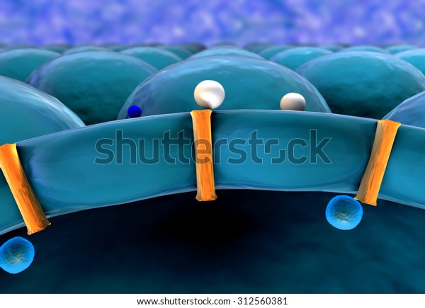 Cell Structure Receptors On Cells Surface Stock Illustration 312560381 ...