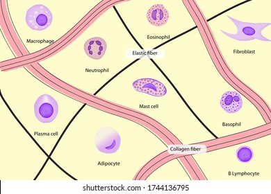 Cell Types In Connective Tissue Shows Elastic, Collagen, Fibroblast, Mast Cell, Neutrophil, Basophil, Monocyte, Lymphocyte, Substance Matrix In Layer