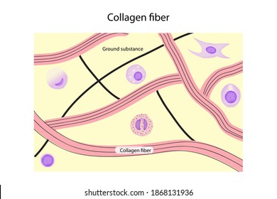 Cell Types In Connective Tissue Shows Elastic, Collagen, Fibroblast, Mast Cell, Neutrophil, Basophil, Monocyte, Lymphocyte, Substance Matrix In Layer