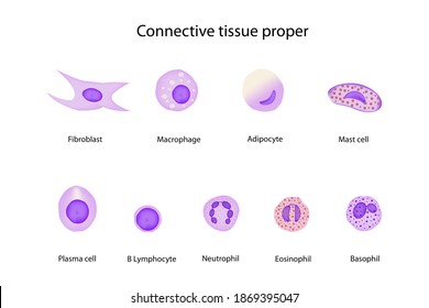 Cell Types In Connective Tissue Shows Elastic, Collagen, Fibroblast, Mast Cell, Neutrophil, Basophil, Monocyte, Lymphocyte, Substance Matrix In Layer