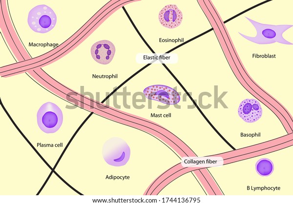 Cell types in connective tissue shows\
elastic, collagen, fibroblast, mast cell, neutrophil, basophil,\
monocyte, lymphocyte, substance matrix in\
layer