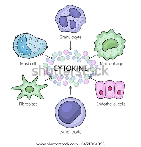 cell types and their interactions with cytokines in the immune response diagram hand drawn schematic raster illustration. Medical science educational illustration